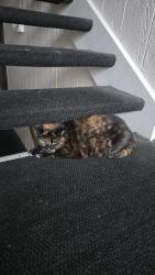 Found/Stray Female Cat last seen Emerson apmts , Ann Arbor, MI 48103
