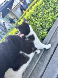 Found/Stray Unknown Cat last seen Stratford international station , Stratford, England 