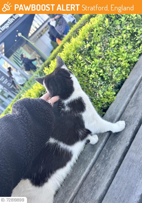 Found/Stray Unknown Cat last seen Stratford international station, Stratford, England 