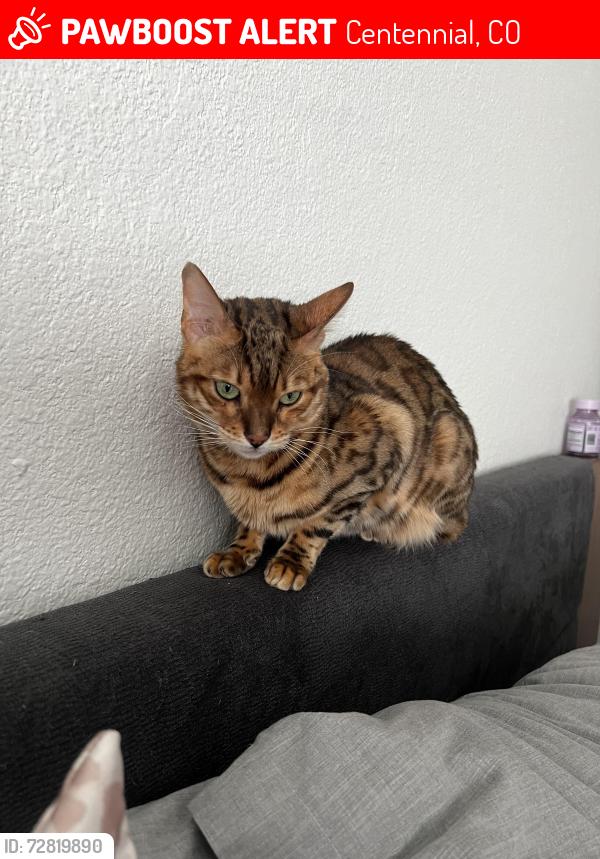 Lost Female Cat last seen S Quebec st and E Dry Creek Road, Centennial, CO 80112