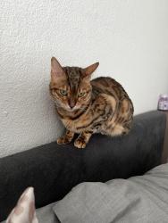 Lost Female Cat last seen S Quebec st and E Dry Creek Road, Centennial, CO 80112