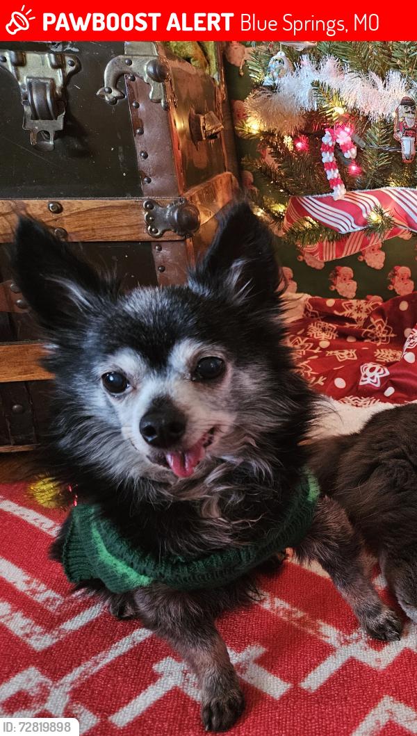 Lost Male Dog last seen 15th street and NW R D Mize rd, Blue Springs, MO 64015