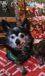 Lost Male Dog last seen 15th street and NW R D Mize rd, Blue Springs, MO 64015