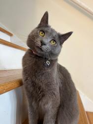 Lost Female Cat last seen Four winds neighborhood in Lilburn, GA, Mountain Park, GA 30047