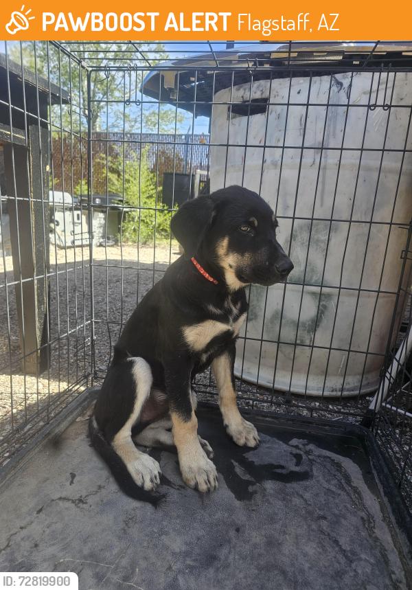 Found/Stray Male Dog last seen Octopus Collisions , Flagstaff, AZ 86001