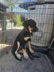 Found/Stray Male Dog last seen Octopus Collisions , Flagstaff, AZ 86001