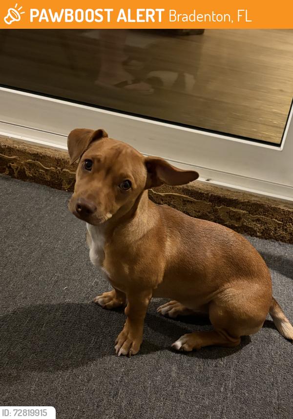 Found/Stray Female Dog last seen Behind Papa Willys Cafe, Bradenton, FL 34207