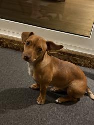 Found/Stray Female Dog last seen Behind Papa Willys Cafe, Bradenton, FL 34207