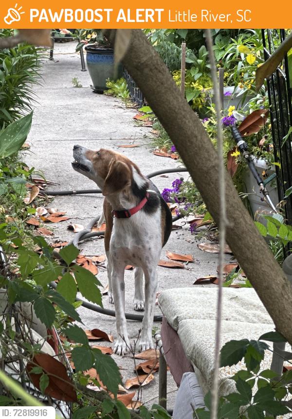 Found/Stray Female Dog last seen Neighborhood, Little River, SC 29566