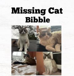 Lost Female Cat last seen Es Road / forest road / cross roads, Greater London, England RM7 8EX
