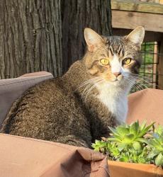 Lost Male Cat last seen Queens Way & Taylor st., Edgewood , Edgewood, WA 98371