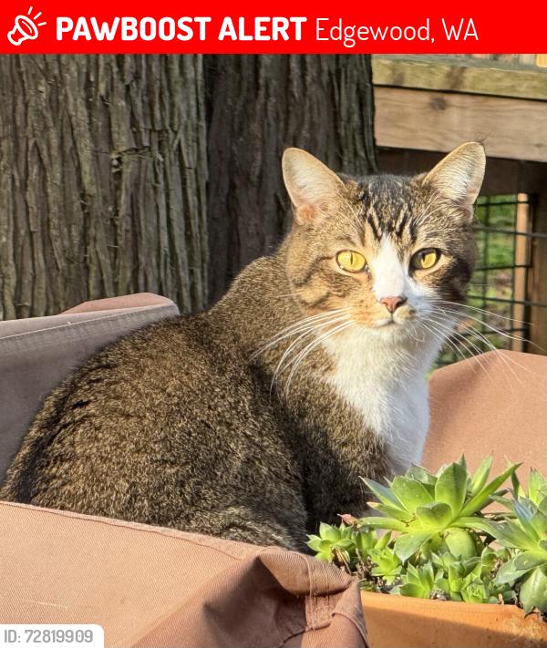 Lost Male Cat last seen Queens Way & Taylor st., Edgewood , Edgewood, WA 98371