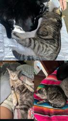 Lost Female Cat last seen Hollywood rd nw, Atlanta, GA 30318