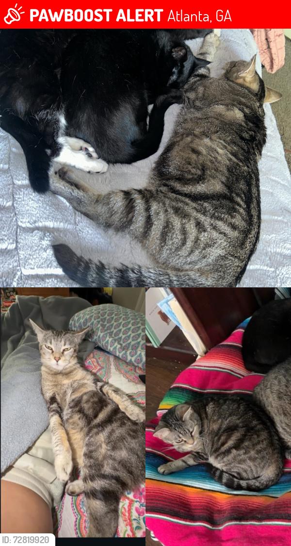 Lost Female Cat last seen Hollywood rd nw, Atlanta, GA 30318