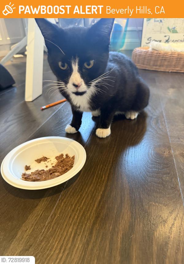 Found/Stray Male Cat last seen Santa Monica Blvd and Wilshire Blvd, Beverly Hills, CA 90210