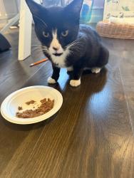 Found/Stray Male Cat last seen Santa Monica Blvd and Wilshire Blvd, Beverly Hills, CA 90210