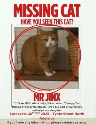 Lost Male Cat last seen 54-56 Tynte Street, North Adelaide, North Adelaide, SA 5006