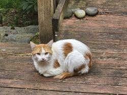 Found/Stray Unknown Cat last seen 165th and Aurora Ave in Shoreline WA, Shoreline, WA 98133