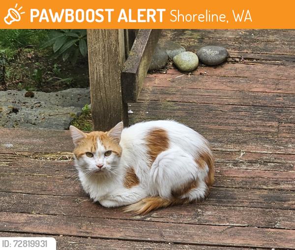 Found/Stray Unknown Cat last seen 165th and Aurora Ave in Shoreline WA, Shoreline, WA 98133