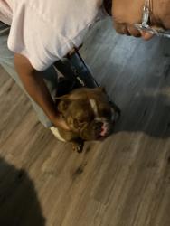 Found/Stray Male Dog last seen Ave J NW headed towards Hwy 92 but I was on Reckner Hwy, Winter Haven, FL 33881