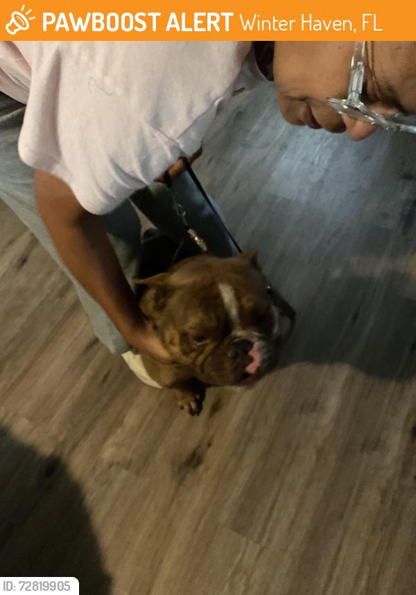 Found/Stray Male Dog last seen Ave J NW headed towards Hwy 92 but I was on Reckner Hwy, Winter Haven, FL 33881
