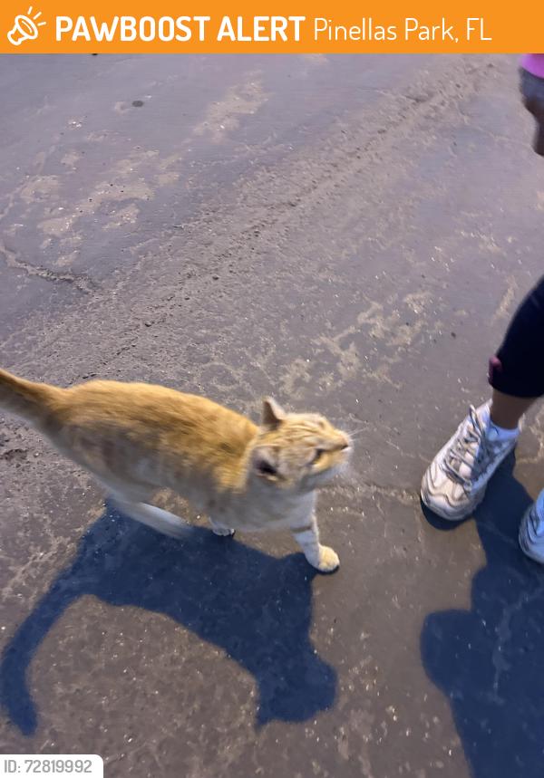 Found/Stray Unknown Cat last seen 58th and 30th, Pinellas Park, FL 33782