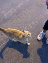 Found/Stray Unknown Cat last seen 58th and 30th, Pinellas Park, FL 33782