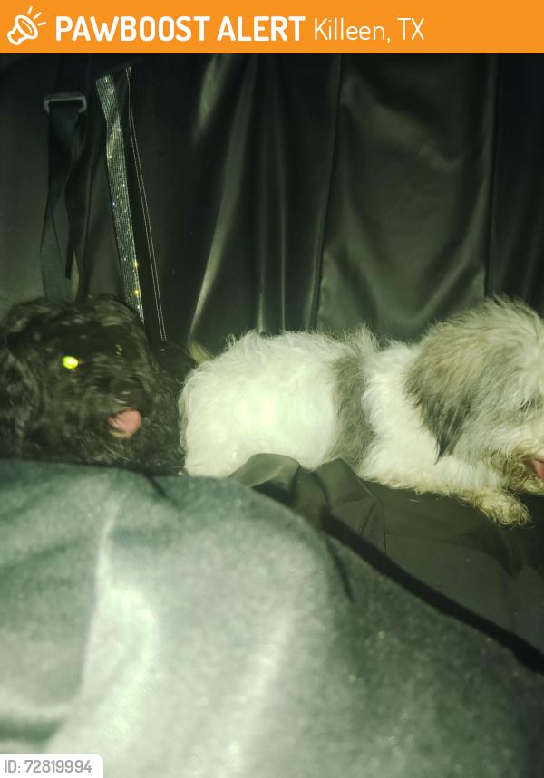 Found/Stray Unknown Dog last seen Found on Lisa Lane near een High School in een Texas , Killeen, TX 76543