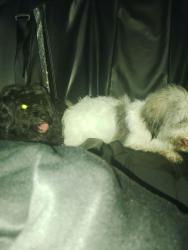 Found/Stray Unknown Dog last seen Found on Lisa Lane near een High School in een Texas , Killeen, TX 76543