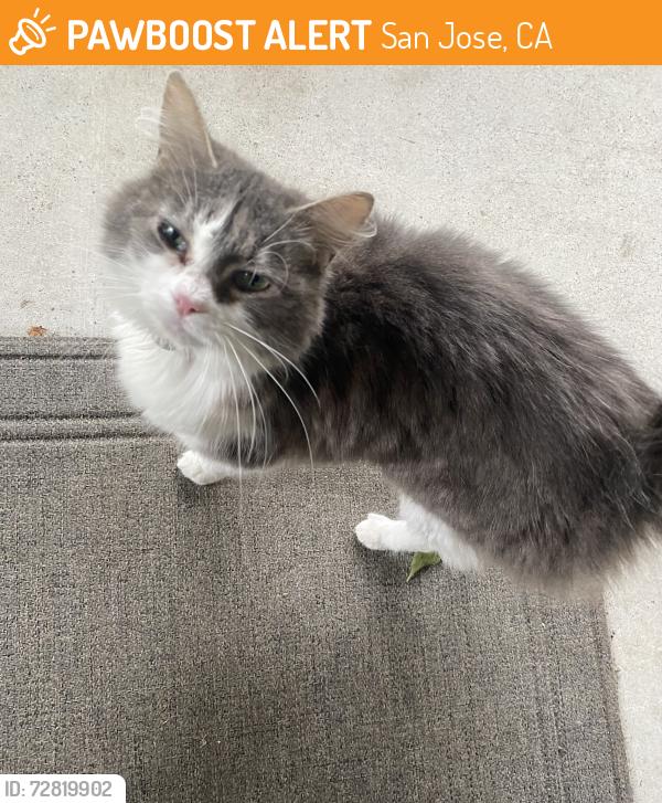 Found/Stray Female Cat last seen Coyote road and blossom hill, San Jose, CA 95111