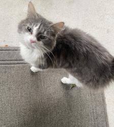 Found/Stray Female Cat last seen Coyote road and blossom hill, San Jose, CA 95111