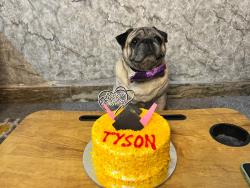 Lost Male Dog last seen Chanakya place behind Azad juice corner, Delhi, DL 