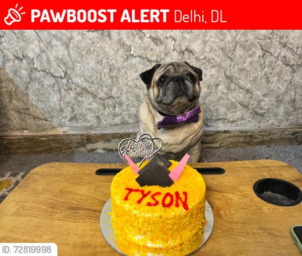 Lost Male Dog last seen Chanakya place behind Azad juice corner, Delhi, DL 