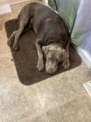Lost Male Dog last seen Near and Tipperary Road, Northern Cambria, PA 15714