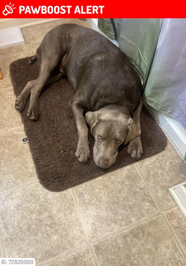 Lost Male Dog last seen Near and Tipperary Road, Northern Cambria, PA 15714
