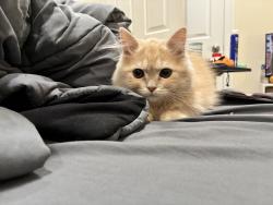 Lost Female Cat last seen Thornhurst , Thornhurst Township, PA 18424