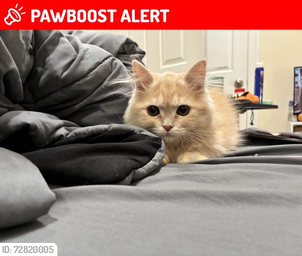 Lost Female Cat last seen Thornhurst , Thornhurst Township, PA 18424