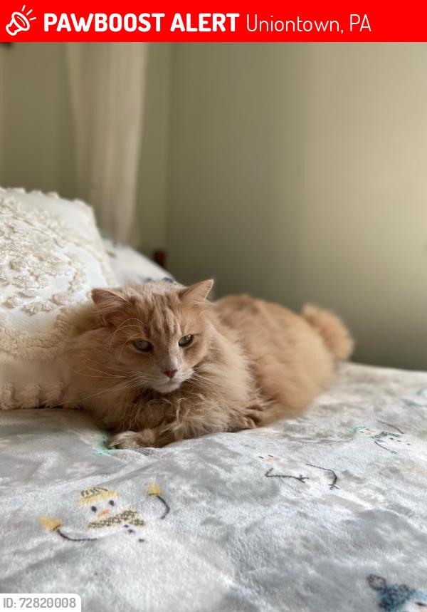 Lost Male Cat last seen Republic street uniontown , Uniontown, PA 15401