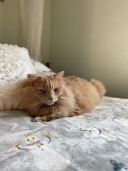 Lost Male Cat last seen Republic street uniontown , Uniontown, PA 15401