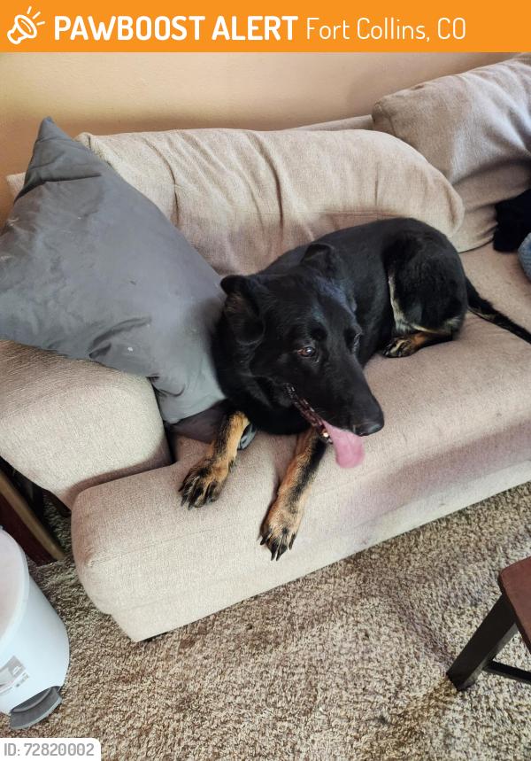 Found/Stray Female Dog last seen Hollyhock & Deer Creek, Fort Collins, CO 80526