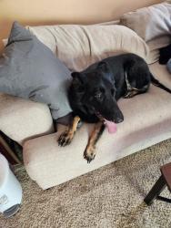 Found/Stray Female Dog last seen Hollyhock & Deer Creek, Fort Collins, CO 80526