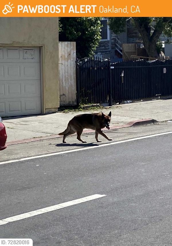 Found/Stray Male Dog last seen 47th and Bancroft Ave, East Oakland, Oakland, CA 94601