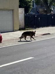 Found/Stray Male Dog last seen 47th and Bancroft Ave, East Oakland, Oakland, CA 94601
