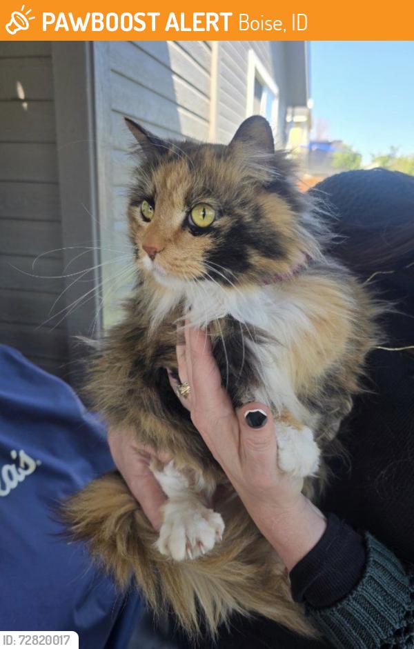 Found/Stray Unknown Cat last seen Five Mile & Lake Hazel, Boise, ID 83709