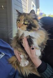 Found/Stray Unknown Cat last seen Five Mile & Lake Hazel, Boise, ID 83709