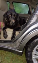 Found/Stray Male Dog last seen Soddy-Daisy ball fields, Soddy-Daisy, TN 37379