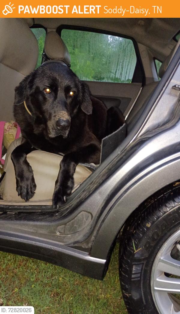 Found/Stray Male Dog last seen Soddy-Daisy ball fields, Soddy-Daisy, TN 37379