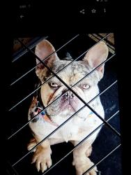 Lost Male Dog last seen Norwalk Blvd. and Excelsior, Norwalk, CA 90650