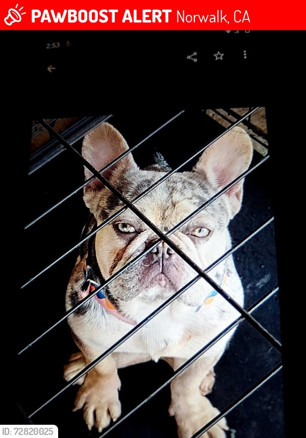 Lost Male Dog last seen Norwalk Blvd. and Excelsior, Norwalk, CA 90650