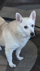 Reunited Male Dog last seen Broad street, Lincoln Street, Tribune Ave, Concord, NC 28025